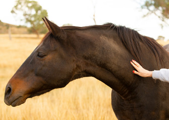 Wall Mural - Close up of a Stallion horse being patted in an open field with a bokeh background