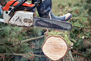 Wall Mural - lumberman with chainsaw cutting wood