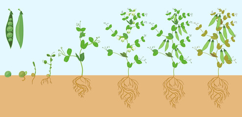 Wall Mural - Life cycle of pea plant with root system. Stages of pea growth from seed and sprout to adult plant with fruits
