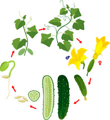 Poster - Life cycle of cucumber plant. Stages of growth from seed and sprout to adult plant and green cucumber fruit isolated on white background