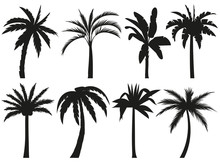 Palm Trees Silhouettes. Tropical Leaves, Retro Palms Tree And Vintage Silhouettes Vector Illustration Set