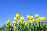 Fototapeta Tulipany - 春のチューリップ畑