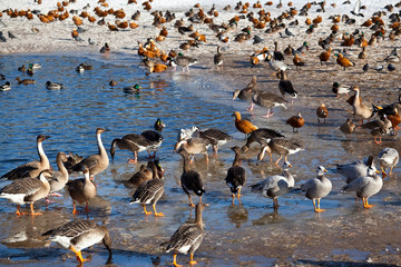 Wall Mural - Flocks of ducks and geese on the Big pond in the Moscow zoo in winter. Russia