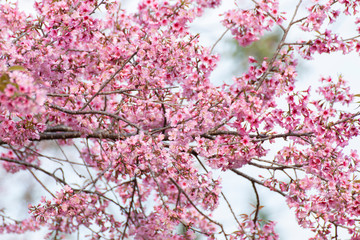 Wall Mural - cherry blossom flowers , sakura flowers on nature background.