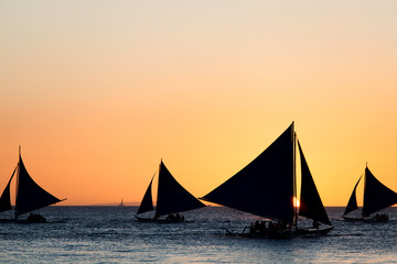 Wall Mural - Sailing boats at sunset