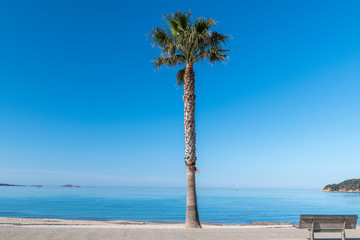 Wall Mural - palmier sur la plage