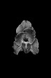 Gladiole Blume mit Regentropfen