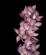 Orchidee vor schwarz
