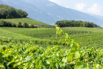 green summer vineyard landscape beautiful nature of Switzerland