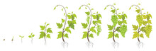 Planting Growth Stages Of Grapes Plant. Vineyard Planting Increase Phases. Vitis Vinifera Harvested. Ripening Period Infographics. The Life Cycle. Vector Illustration.