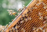 Fototapeta Kwiaty - Hardworking bees on honeycomb in apiary 