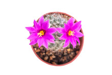 Sweet Pink Cactus Flowers With Brutal Thorns. Focus On Flowers On White Background.