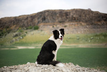 Beautiful Black And White Dog Border Collie Stay On A Rock In Field And Look In Camera. In The Background Green Mountains