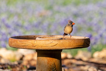 Bluebird And Cardinal On The Bird Bath
