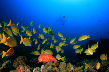 Sticker - Coral reef and fish underwater 