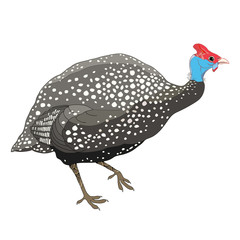 drawing of outline guinea fowl isolated on white background.