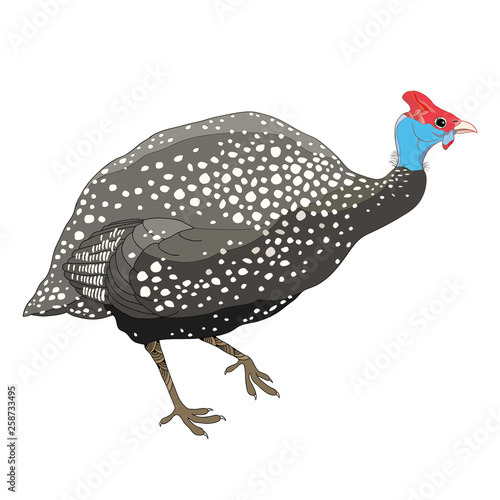 Fotomural Drawing of outline Guinea fowl isolated on white background.