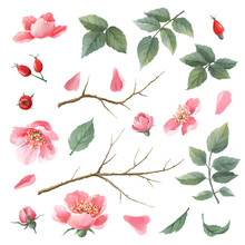 Wild Roses Watercolor Set