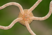 Ventral Side Of A Brittle Starfish