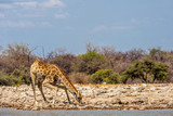 Fototapeta Sawanna - Girafe qui boit dans le lac