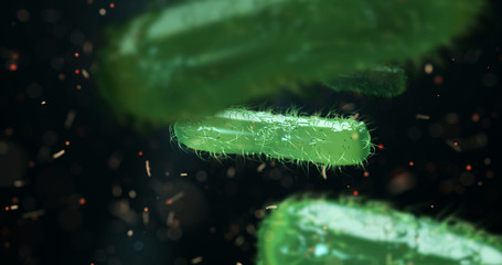 Wall Mural - escherichia coli bacterium, e.coli, 3d render