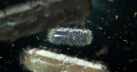 Wall Mural - escherichia coli bacterium, e.coli, 3d render