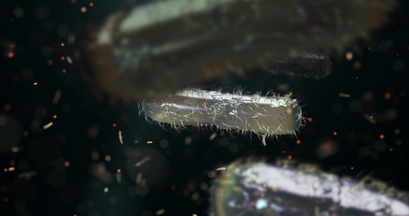 Wall Mural - escherichia coli bacterium, e.coli, 3d render