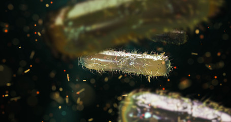 Wall Mural - escherichia coli bacterium, e.coli, 3d render