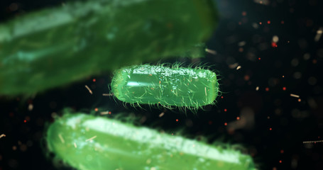 Wall Mural - escherichia coli bacterium, e.coli, 3d render