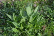 Szczaw zwyczajny, młode rośliny wczesną wiosną, Rumex acetosa