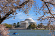The Jefferson Memorial And Cherry Blossoms
