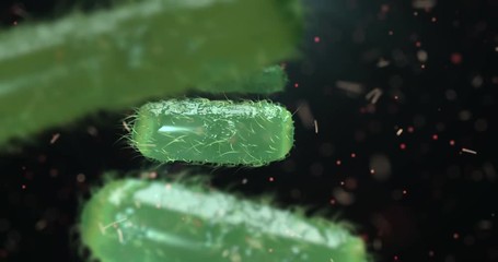Wall Mural - escherichia coli bacterium, e.coli, 3d render