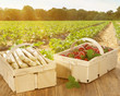 Spargel und  Erdbeeren selber ernten