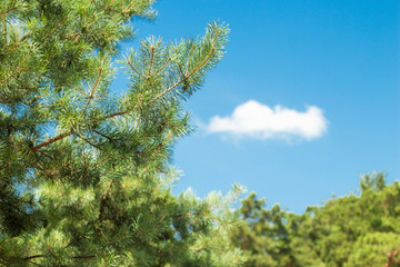 landscape.beautiful beach against green pines