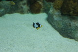 Fototapeta Do akwarium - aquarium , fish , sea fish , Nemo fish , cartoon fish