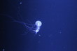 © MeseYo - Jellyfish , see , dark see