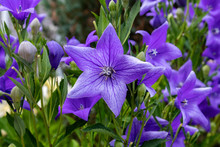Balloon Flowers Buds And Blooming