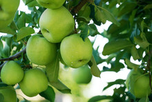 Green Apples On The Tree