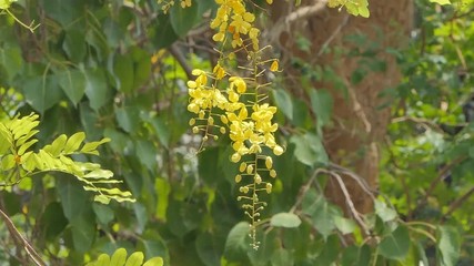 Wall Mural - Golden Shower Tree (Cassia fistula) blooming in summer. 