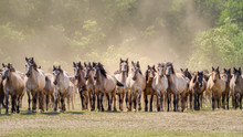 Herd Of Duelmen Ponies, Dun Coat, A Native Horse Breed Lives Wild In Merfelder Bruch, Dülmen, Münsterland, North Rhine-Westphalia, Germany