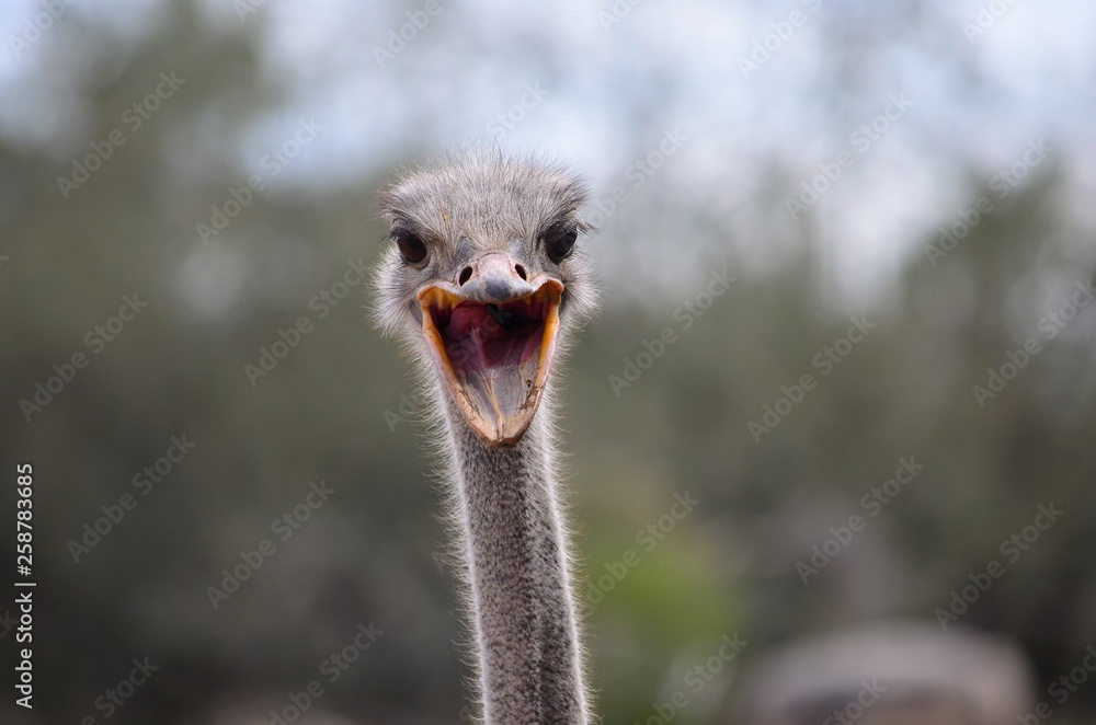 1000_F_258783685_KhHT5AgWATHcqheTZjfNvDNqhl5GUoFf.jpg