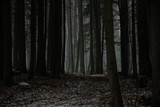 Fototapeta Sawanna - Misty and dark forest during winter