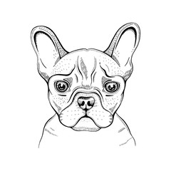 Cute bulldogdog t-shirt print design. Cool animal vector in doodle hand drawn style for tee, child, baby poster, coloring book, print in ipster style. Line fashion illustration isolated on white