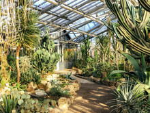 Evergreen Palms And Various Cactuses In Greenhouse/ Palm Tree In Glasshouse, Exotic Tropical Plants In Sunny Day, Long Stem And Leafy Succulents, Pachypodium Lamerei, African Huge Plant, Sharp Thorns.