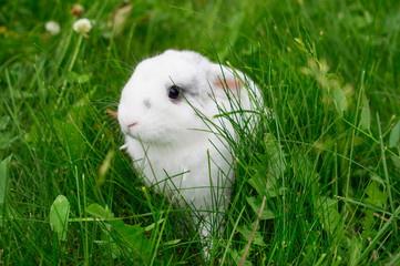 Living bunny on a meadow in spring. Easter.