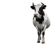 © esvetleishaya - Spotted black and white cow full length isolated on white. Cow close up. Farm animals