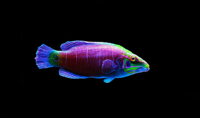 Poster - Mystery Wrasse fish - (Pseudocheilinus ocellatus) 