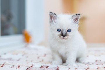 kitten cat breed sacred burma on a light background