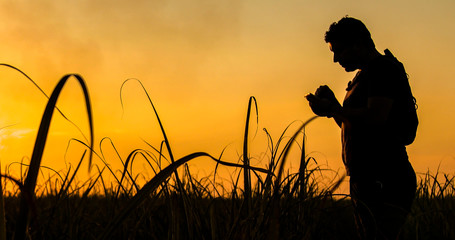 Silhouette of an agronomist concept of agricultural business sugar cane plantation