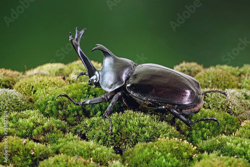 Japanese Rhinoceros Beetle Allomyrina Dichotoma Or Japanese Horn Beetle Or Kabutomushi Kabuto Meaning Is Japanese S Samurai Helmet And Mushi Is Insect Beetle In Forest Famous Exotic Pets Buy This Stock Photo